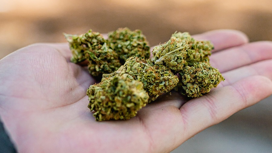 Fotografia em close que mostra uma porção de buds de maconha (cannabis) secos, em tons de verde e marrom, sobre a palma de uma mão. Imagem: Lucas Fonseca | Pexels.