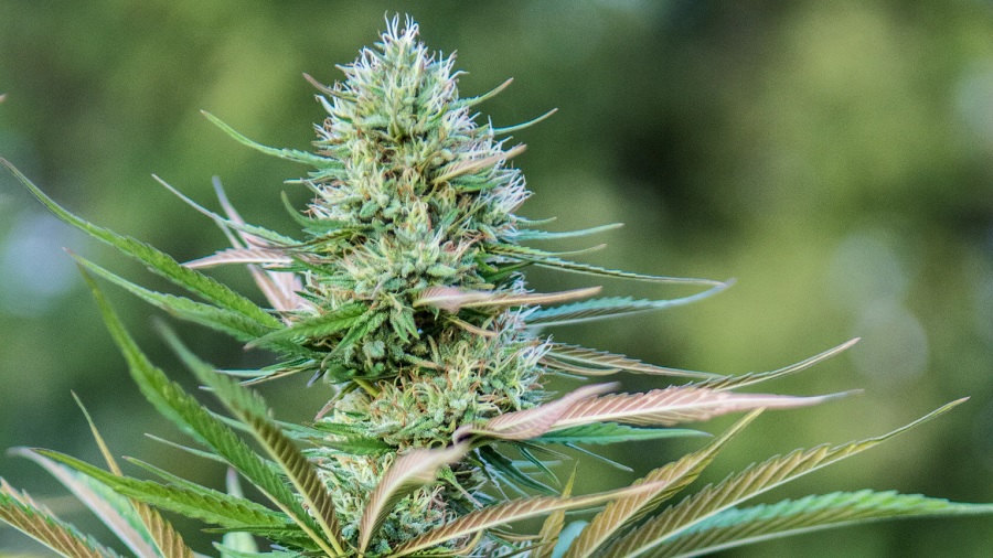 Fotografia da parte superior de uma planta de cannabis em cultivo, onde se vê usa cola apical, em tons de verde e marrom. Imagem: Michelle McAfee | Unsplash. janeiro