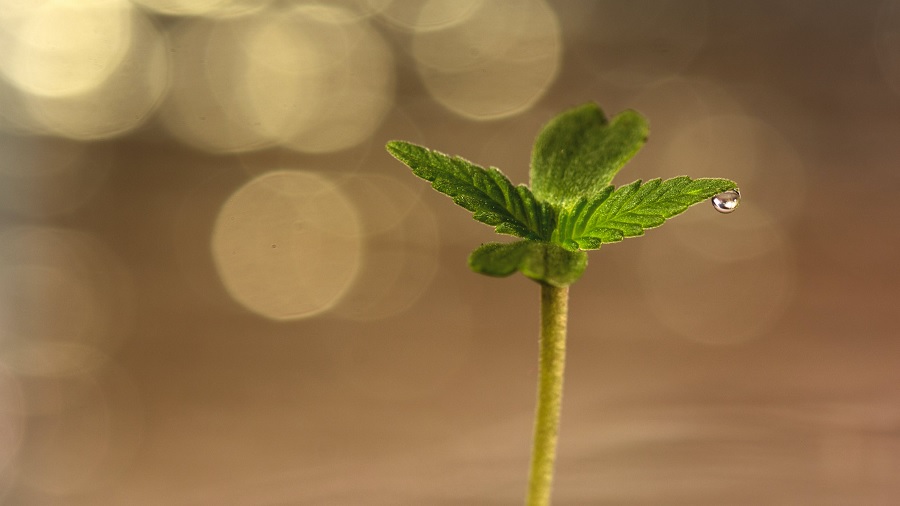 Fotografia de uma muda de cannabis no início do crescimento, com duas folhas lisas e duas serrilhadas, no momento em que uma destas sustenta uma gota d’água na ponta, em fundo sépia com luzes amarelas em efeito bokeh. Imagem: Priscila Dramisino | Pexels. Pernambuco
