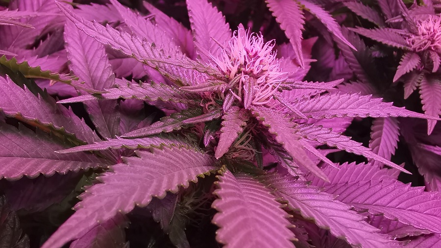 Fotografia que mostra o topo de uma planta de cannabis da cepa Kalini Asia, com um bud vigoroso ao centro de várias folhas serrilhadas, onde predomina a cor roxa, devido à iluminação. Foto: Majestic | SeedFinder.