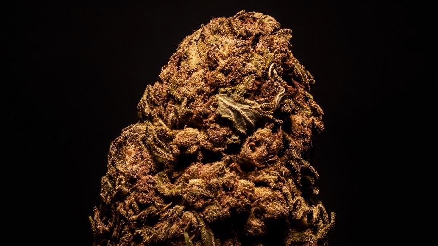 Fotografia em close de um bud de maconha seco em tons de marrom, que aparece ao centro da imagem, na vertical, com fundo escuro. Foto: THCamera Cannabis Art.