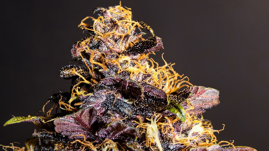 Fotografia em close do topo de um bud de maconha de sugar leaves e cálices em tons de roxo, repletos de tricomas, e pistilos laranjas, em fundo cinza-escuro. Imagem: THCamera Cannabis Art.