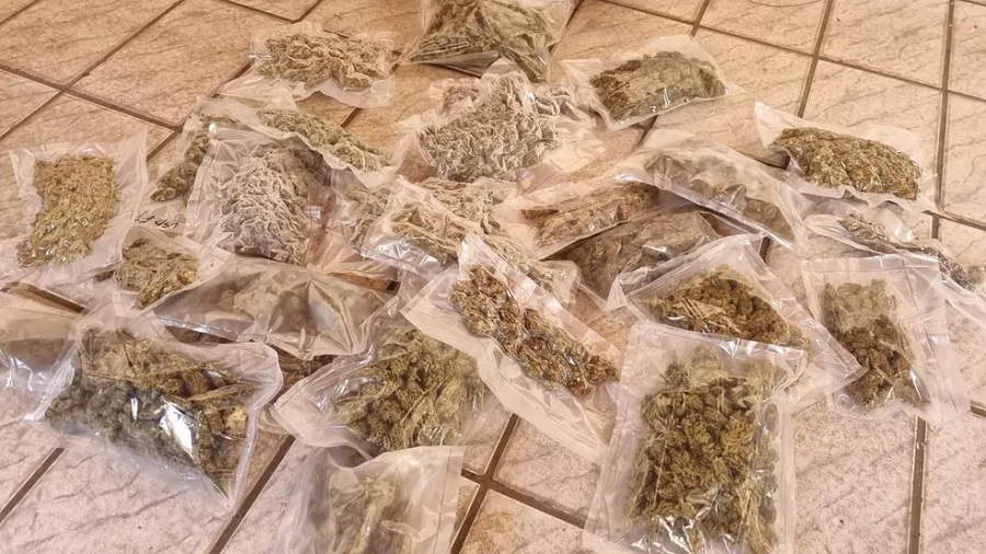 Fotografia mostra várias porções de buds de cannabis embaladas a vácuo sobre um piso cerâmico em tons de cinza. Imagem: Polícia Civil.