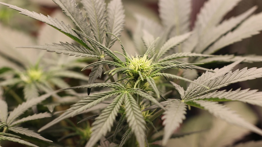 Fotografia do topo de uma planta de cannabis (maconha) onde vários pistilos verde-claros aparecem concentrados ao centro, no local de formação do bud, em meio a grandes folhas serrilhadas. Imagem: Jamie Edwards / Unsplash.