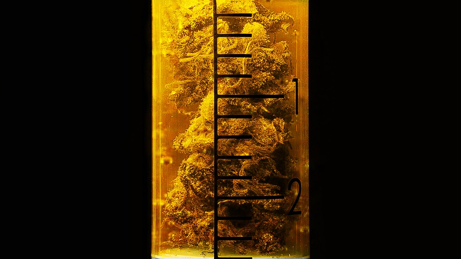 Fotografia mostra parte de uma seringa graduada preenchida com uma substância amarela translúcida e pedaços de buds de maconha, que podem ser vistos através do líquido, em fundo escuro. Crédito: THCamera Cannabis Art.