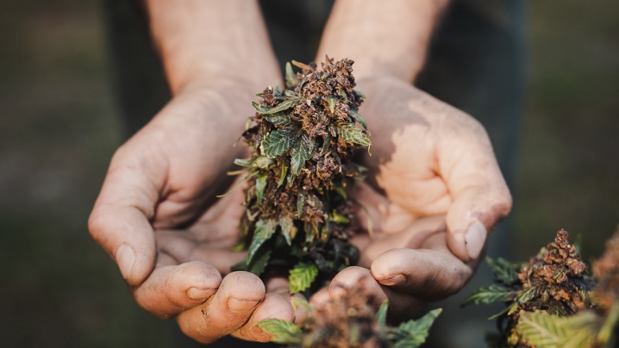 Foto que mostra o top bud de uma planta de cannabis em tons de marrom e duas mãos que formam uma concha em sua base, além de um bud menor que aparece no canto inferior direito do quadro. Crédito: jcomp / Freepik.