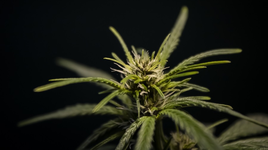 Fotografia do topo de uma planta de maconha, onde um bud em início de desenvolvimento mostra alguns pistilos de cor creme, em fundo escuro. Crédito: THCamera Cannabis Art.