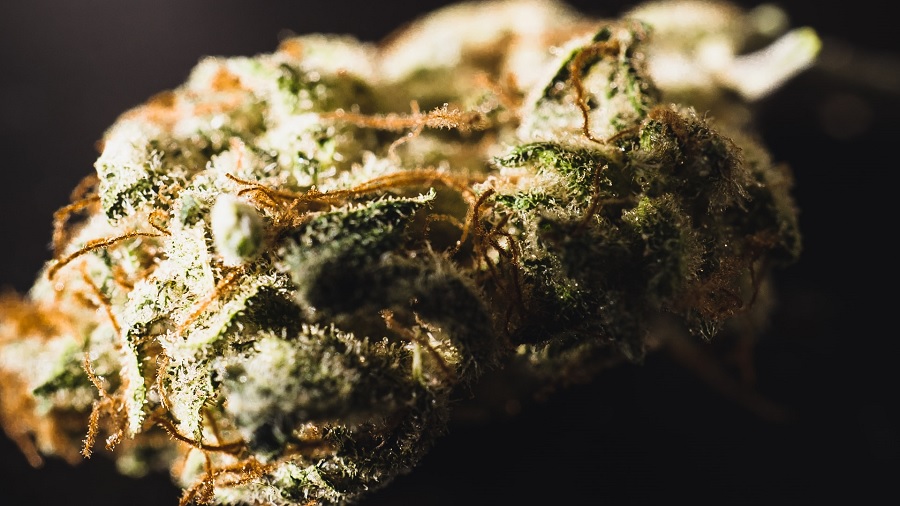 Fotografia em close de um bud de cannabis seco, onde se vê em detalhes seus tricomas e pistilos alaranjados, com a luz incidindo da esquerda. Imagem: Unsplash | Gras Grün.