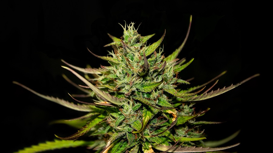 Fotografia da robusta cola de uma planta de maconha de pistilos verde-claros e marrons e folhas rajadas de castanho, em fundo escuro. Crédito: THCamera Cannabis Art. repúdio