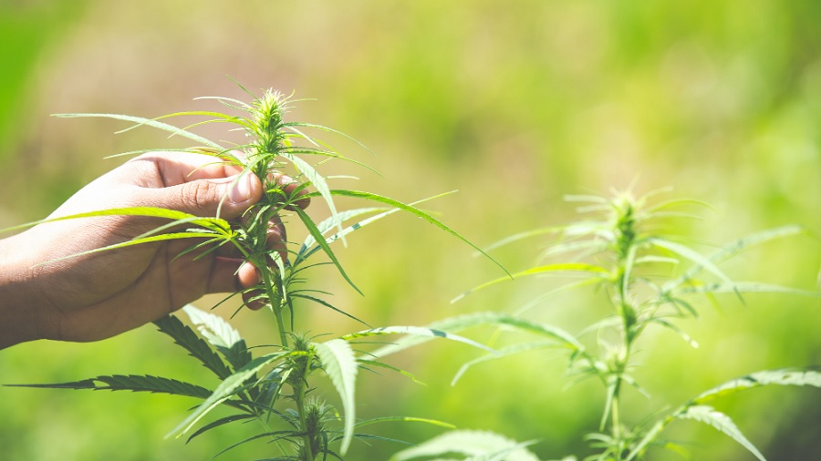 Fotografia que mostra dois ramos apicais de um cultivo de cannabis (cânhamo), em início de floração, e a mão de uma pessoa tocando uma das plantas, em fundo desfocado de vegetação. Imagem: Freepik | jcomp.