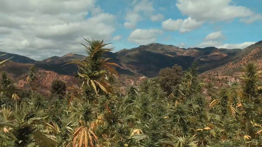 Fotografia tirada no Marrocos mostra um cultivo de cannabis a céu aberto, com diversas folhas amareladas, no primeiro plano, e uma cordilheira dividindo a linha do horizonte com um céu de nuvens brancas, ao fundo. Imagem: Youtube / Dinafem Seeds.