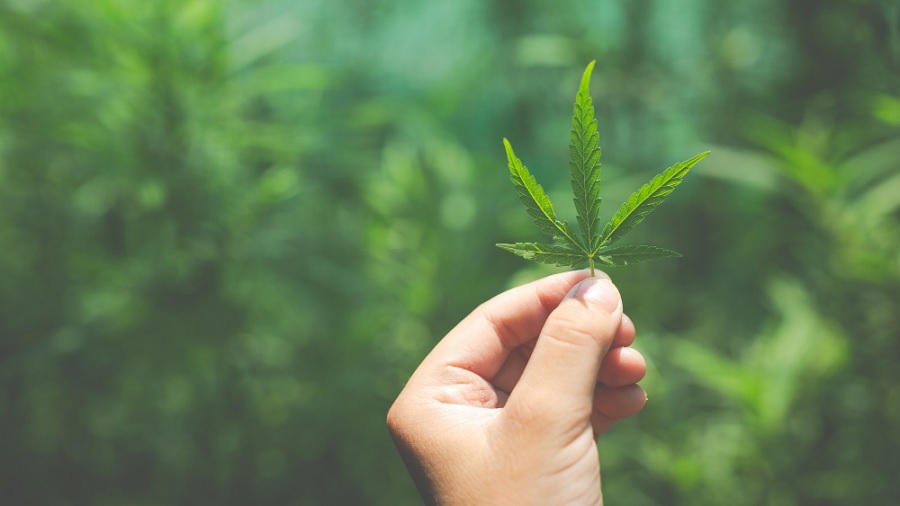 Fotografia que mostra uma pequena folha de maconha, a mão que a segura, vinda de baixo da imagem, e diversas plantas de cannabis ao fundo, em pior foco. Crédito: jcomp | Freepik.