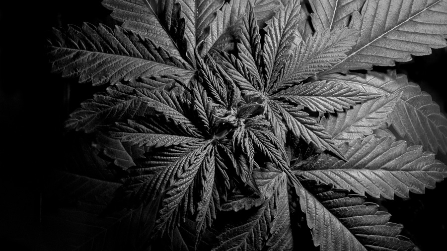 Fotografia, em P&B e vista superior, de uma planta de cannabis em período vegetativo de crescimento que, com uma folhagem densa, preenche quase toda a imagem, em fundo escuro. Crédito: THCamera Cannabis Art.