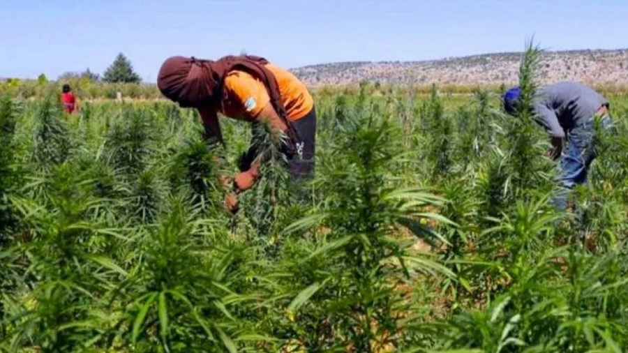 Fotografia que mostra dois cultivadores, ambos usando máscara tipo ninja feita com camiseta, uma vermelha e outra azul, com os corpos arqueados para frente enquanto cuidam das plantas em uma plantação de cannabis a céu aberto, no Marrocos. Imagem: LBCI.