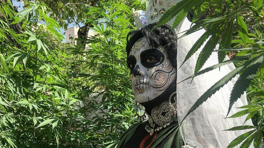 Fotografia que mostra, em meio perfil, uma pessoa maquiada de Santa Muerte usando véu e uma coroa branca, entre as plantas de um cultivo de maconha. Imagem: Plantón 420.