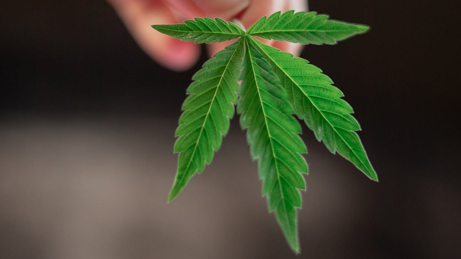 Fotografia mostra uma pequena folha de cannabis (maconha) em close e as pontas dos dedos que a seguram, na parte superior da imagem, ao centro, com fundo desfocado em tons de marrom. Crédito: Pexels / Kindel Media.