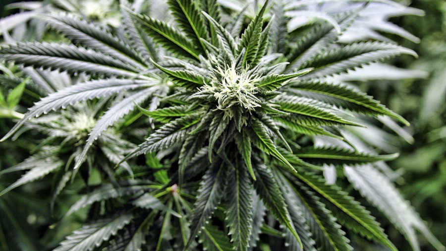 Fotografia, em vista superior, do topo de uma planta de cannabis onde um bud em desenvolvimento, com pistilos cor creme, é visto ao centro e folhas serrilhadas verde-escuras ao redor, além de outras plantas do cultivo, ao fundo, fora de foco. Imagem: Coleen Danger / Flickr. Unifesp