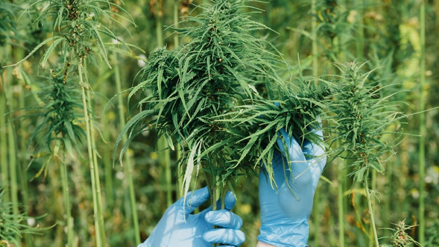 Fotografia mostra duas mãos com luvas azul-claras que seguram um ramo de inflorescências de cannabis, diante de um cultivo da planta, onde várias outras colas são vistas na ponta de caules lisos e compridos. Foto: Sawasdee Clinic.