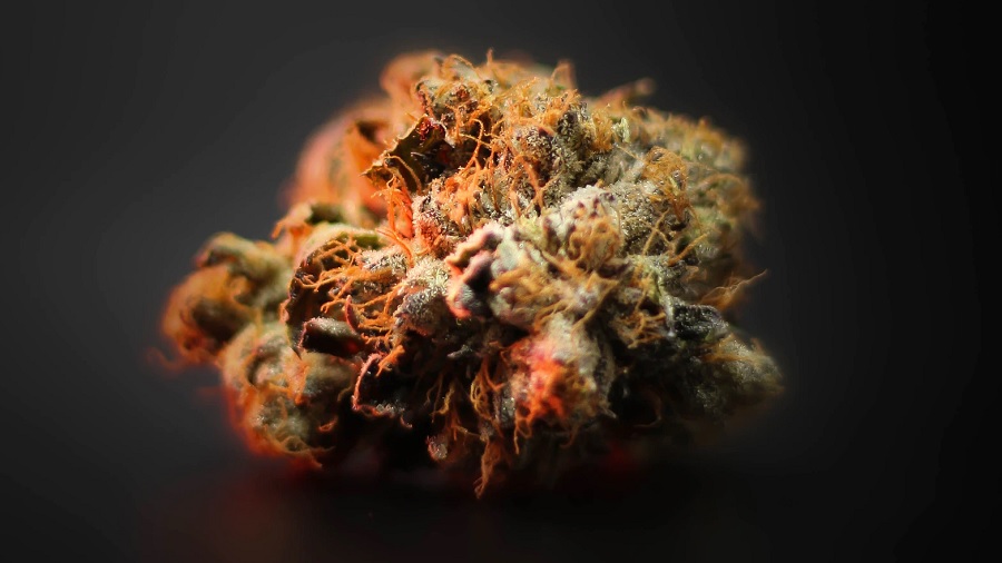 Fotografia, em close, de um bud de maconha (cannabis) seco de pistilos alaranjados, com foco no centro, em uma superfície cinza que se mistura ao fundo em degradê. Foto: Unsplash | 2H Media.
