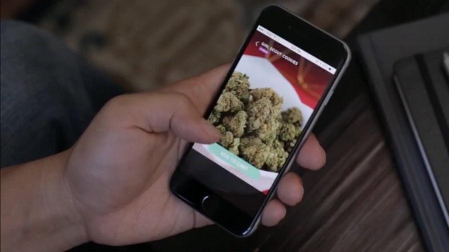 Fotografia mostra a mão de uma pessoa segurando um celular que exibe buds de cannabis na tela de um aplicativo de maconha, próximo a uma mesa marrom com uma bandeja preta que aparecem no segundo plano. Imagem: Meadow / Youtube.