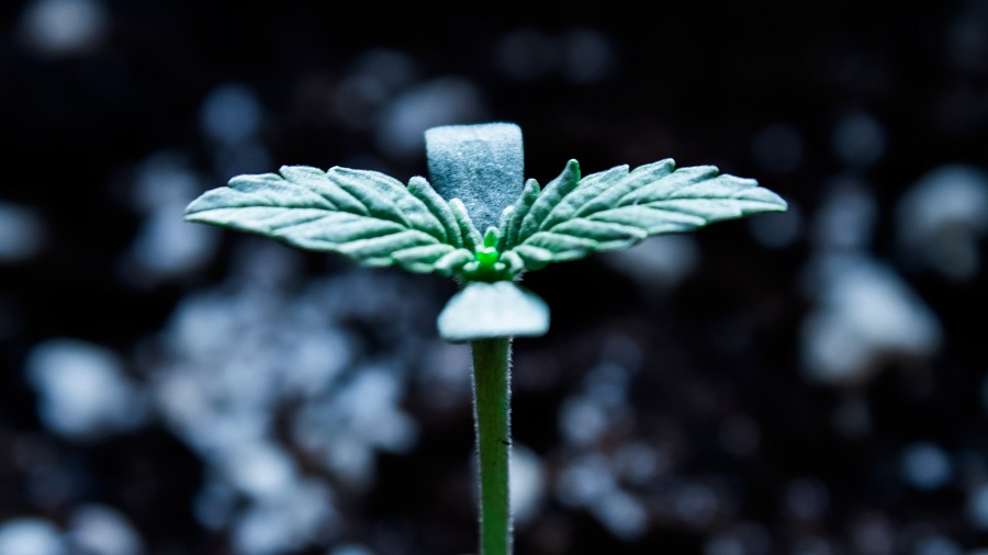 Fotografia, em close, de um pequeno broto de cannabis com quatro folhas, duas serrilhadas e duas lisas, no topo do caule, em fundo desfocado que revela o solo coberto de perlita. Foto: THCamera Cannabis Art.
