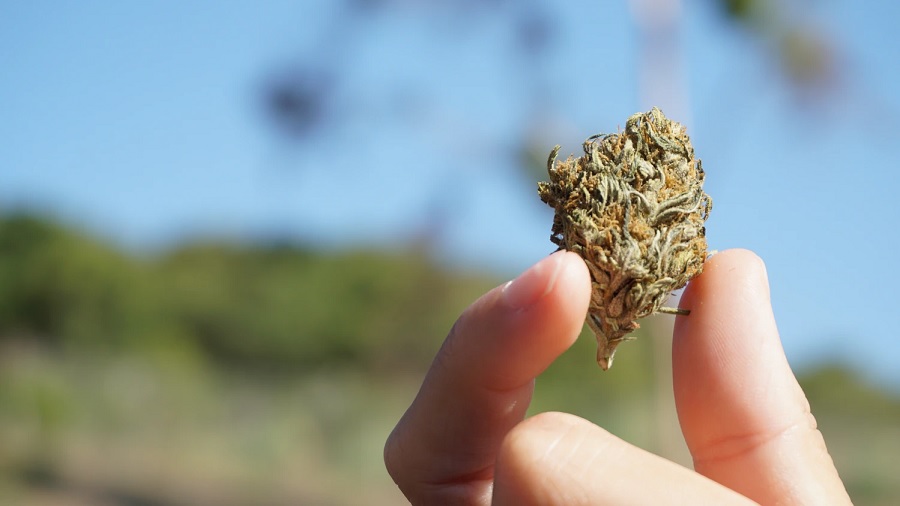 Fotografia mostra um pequeno bud de cannabis sendo segurado por dois dedos, indicador e polegar, em forma de pinça, e uma vegetação e céu, ao fundo, em pior foco. Imagem: Pexels / Elsa Olofsson.