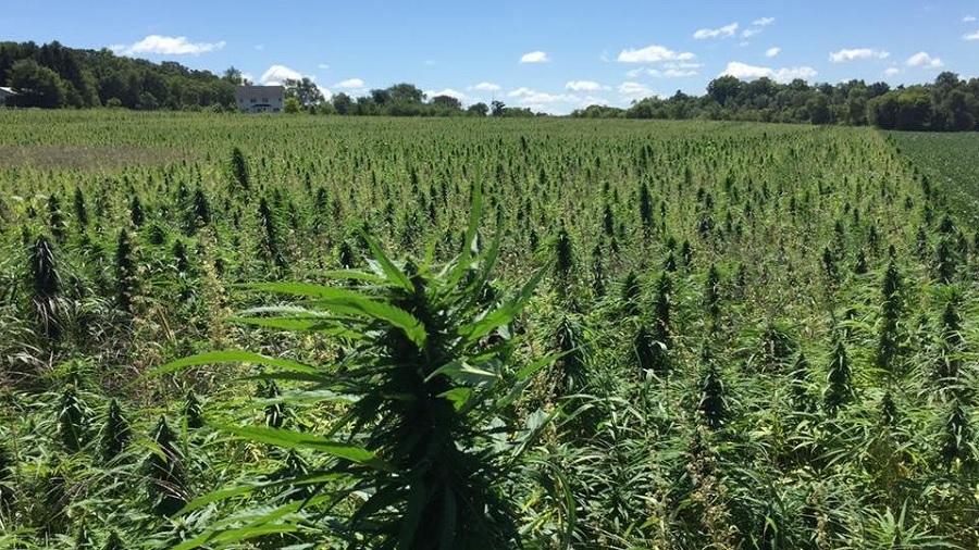 Fotografia mostra um vasto campo de cannabis, onde uma das colas se destaca no primeiro plano e uma faixa de árvores aparece ao fundo. Imagem: Minnesota Hemp Farms.