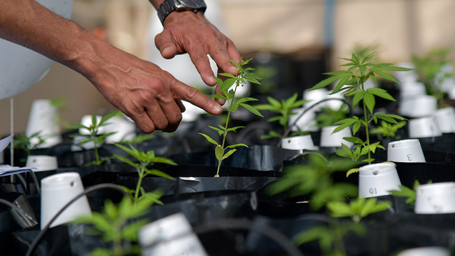 Fotografia de várias plantas de cannabis no início do desenvolvimento vegetativo, crescendo em baldes pretos, onde se vê as mãos de Sérgio Rocha apontando para uma das mudas. Imagem: Washington Alves / Reuters.