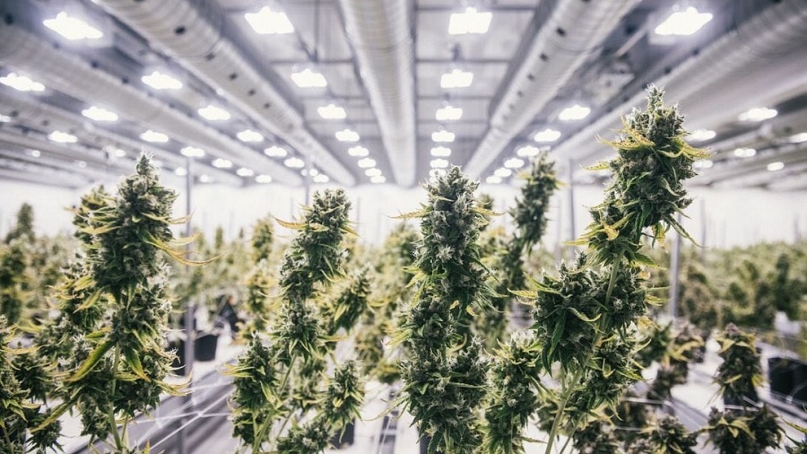 Fotografia mostra diversas colas de plantas de cannabis bem desenvolvidas e, ao fundo, uma instalação fechada de cultivo de maconha onde várias plantas crescem entre paredes e luzes brancas. Imagem: Canopy Growth.