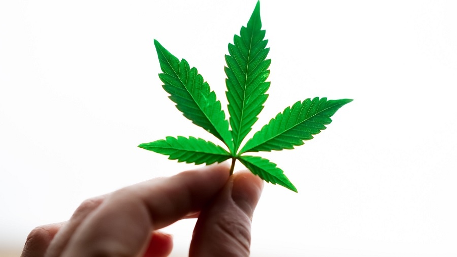 Fotografia mostra dois dedos em forma de pinça segurando uma pequena folha de cannabis, em fundo branco e liso. Imagem: Pexels / Kindel Media. deputados