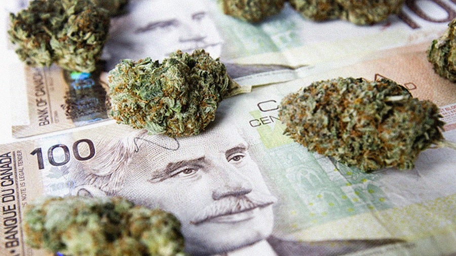 Fotografia, em close, mostra alguns buds de cannabis secos, em tons de verde e laranja, dispostos sobre duas notas de cem dólares canadenses, focando no rosto de Robert Laird Borden e uma das inflorescências que cobre sua testa.