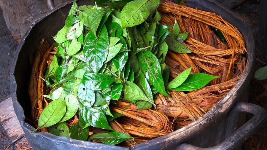 Fotografia, em vista superior, mostra uma panela de ferro cheia de cipó-mariri e folhas de chacrona, para preparação de ayahuasca. Imagem: Amazônia Real.