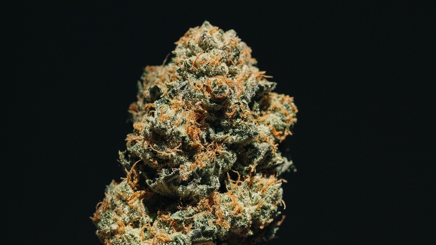 Fotografia mostra, ao centro, um bud de cannabis curado repleto de tricomas laranjas e tricomas, e um fundo escuro. Imagem: Unsplash | Nick Harsell. novembro
