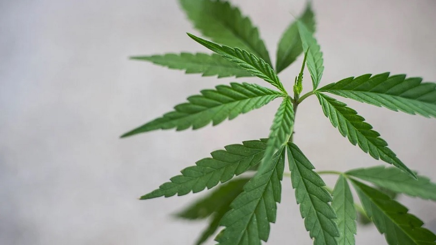 Fotografia, em visão aérea, de uma planta de cannabis em início de crescimento, onde duas folhas de três pontas são vistas no topo, em fundo cinza-claro. Crédito: Jirapong Pnngjiam | Pixabay. Dia