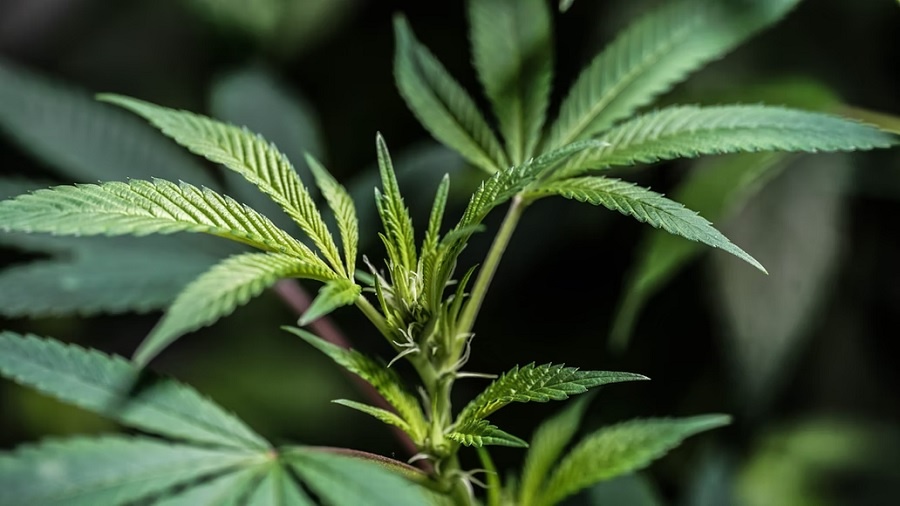 Fotografia mostra o topo de uma planta de cannabis em início de floração, onde pistilos de cor creme aparecem ao centro. Foto: Unsplash | 2H Media.
