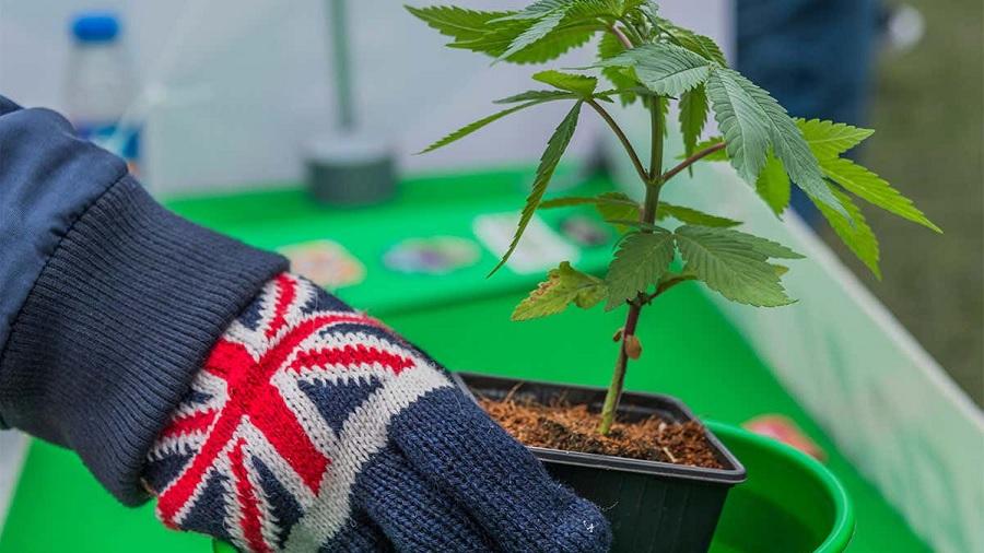 Fotografia mostra a mão de uma pessoa que, usando luva de tricô azul com desenho da bandeira do Reino Unido, segura um vaso quadrado preto contendo uma pequena planta de cannabis, próximo a uma bancada verde.