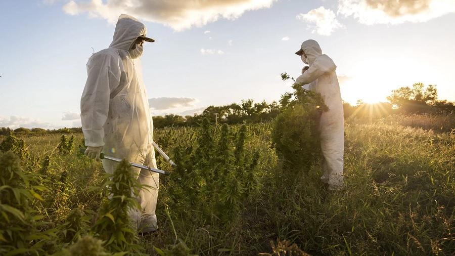 Fotografia mostra duas pessoas com roupa e máscara descartáveis brancas em meio a um cultivo de cannabis que cresce a céu aberto entre a vegetação. Foto: YVY Life Sciences / Divulgação.