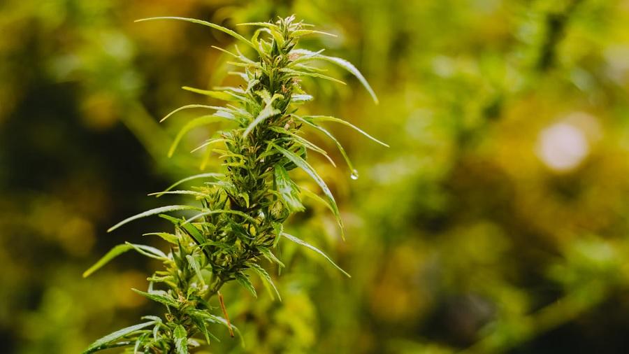 Fotografia mostra a cola de uma planta de cânhamo, onde uma gota d’água escorre de uma das folhas, e um cultivo de cannabis ao fundo, fora do foco. Imagem: Unsplash / Shane Rounce.