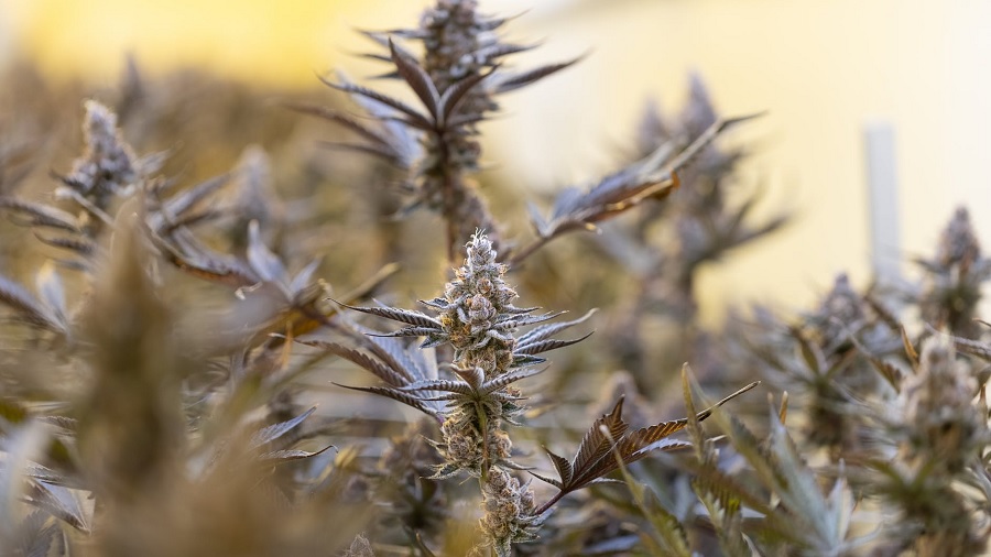 Fotografia mostra um cultivo de cannabis, onde inflorescências de pistilos alaranjados e cremes aparecem entre folhas em tons de marrom, com foco em um dos top buds que aparece ao centro. Foto: Yoshi / Pexels.
