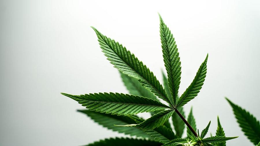 Fotografia mostra, na diagonal, uma folha de cinco pontas serrilhadas de uma planta de cannabis, da qual se vê partes de outras folhas, no canto inferior direito do quadro, em fundo branco. Foto: Unsplash / 2H Media. Ato Salvador
