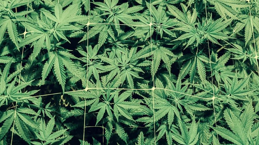 Fotografia, tirada de cima pra baixo, mostra um plantio de cannabis em fase vegetativa sob uma rede de cultivo. Foto: Jordan Brandt / Unsplash.