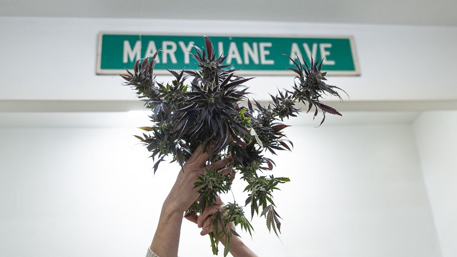 Fotografia mostra um ramalhete de maconha com a maior parte das folhas em tom escuro de marrom e as mãos que o seguram, à frente de uma parede branca onde está fixada uma placa verde com a expressão "Mary Jane Ave". Imagem: Unsplash / Jordan Brandt.