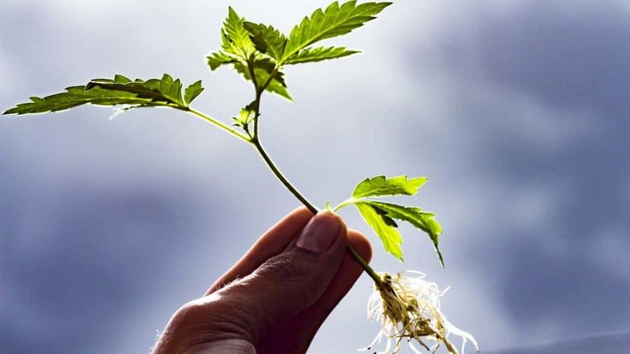 Fotografia mostra uma muda de cannabis (cânhamo), com dois ramos de folhas no topo, uma folha saindo da base e a raiz à mostra, e os dedos da pessoa que a segura, além de um céu com nuvens ao fundo.