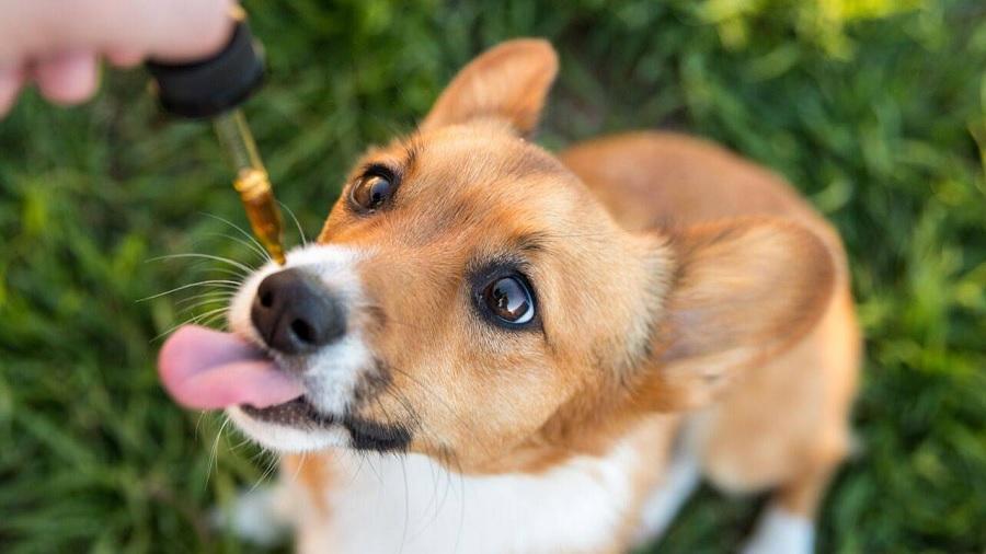 Fotografia, em visão superior, de um cachorro de pelagem marrom e e branca com a língua para fora e olhando para um conta-gotas contendo óleo, em um gramado.