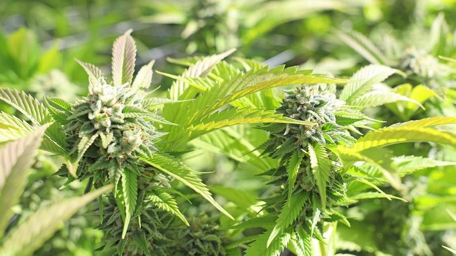Fotografia de duas inflorescências de cannabis, com pistilos marrons e repletas de tricomas brancos, e outras várias plantas de um cultivo, que aparecem em pior foco no segundo plano. Foto: Cannafornia | Pexels.