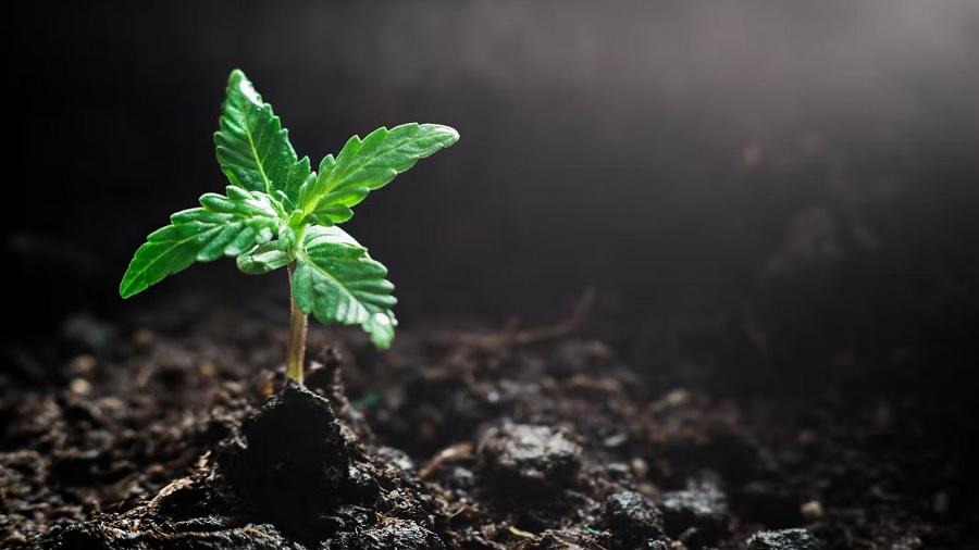 Fotografia de uma muda de cannabis de quatro folhas crescendo em um solo irregular escuro, com a luz incidindo da direita.