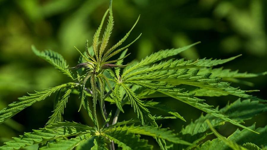 Foto mostra o topo de uma planta de cannabis em fase vegetativa de crescimento, com folhas menores e rajadas de roxo ao centro, e outras plantas que aparecem ao fundo, fora de foco. Foto: NickyPe | Pixabay.