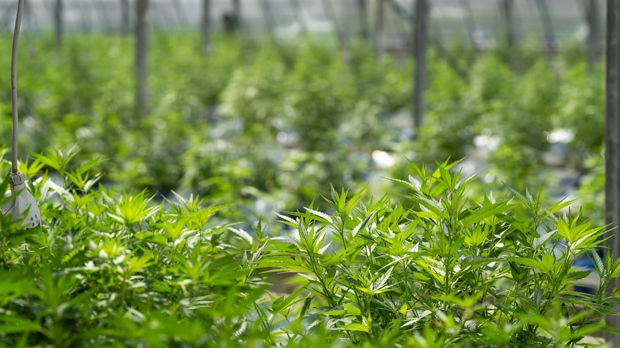 Fotografia mostra várias plantas de cannabis em período vegetativo de crescimento, além de um grande cultivo, que aparece ao fundo, fora do foco. Imagem: Crystalweed | Unsplash.