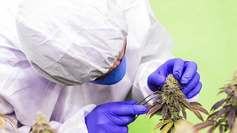 luvas planta Anvisa autoriza fabricação de insumo farmacêutico de cannabis