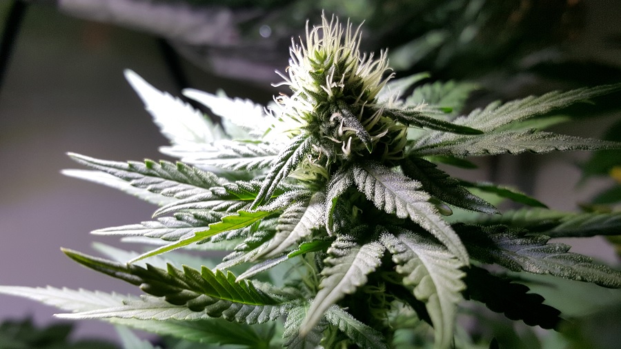 Fotografia mostra a inflorescência apical repleta de pistilos verde-claros e as várias folhas cobertas de tricomas brancos de uma planta de maconha. Imagem: Cannabis Pictures | Flickr.